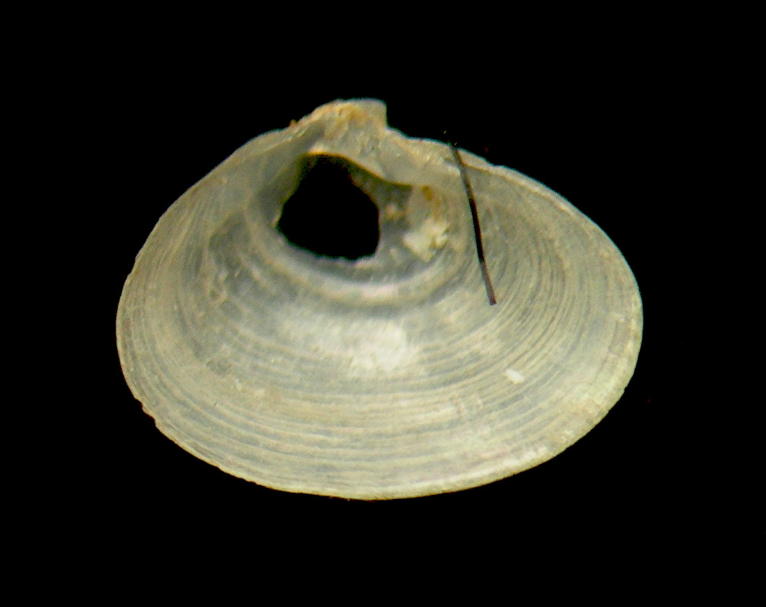 bivalve